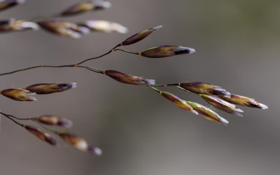 Deschampsia cespitosa ? s